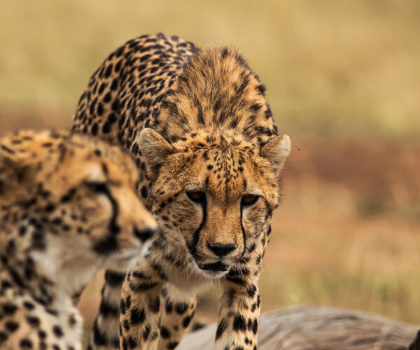 cheetah-in-Masai-mara.jpg